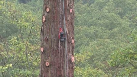 sequoia-geant