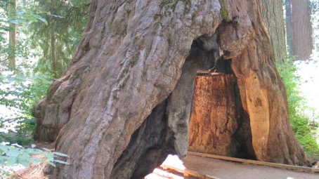 sequoia-geant