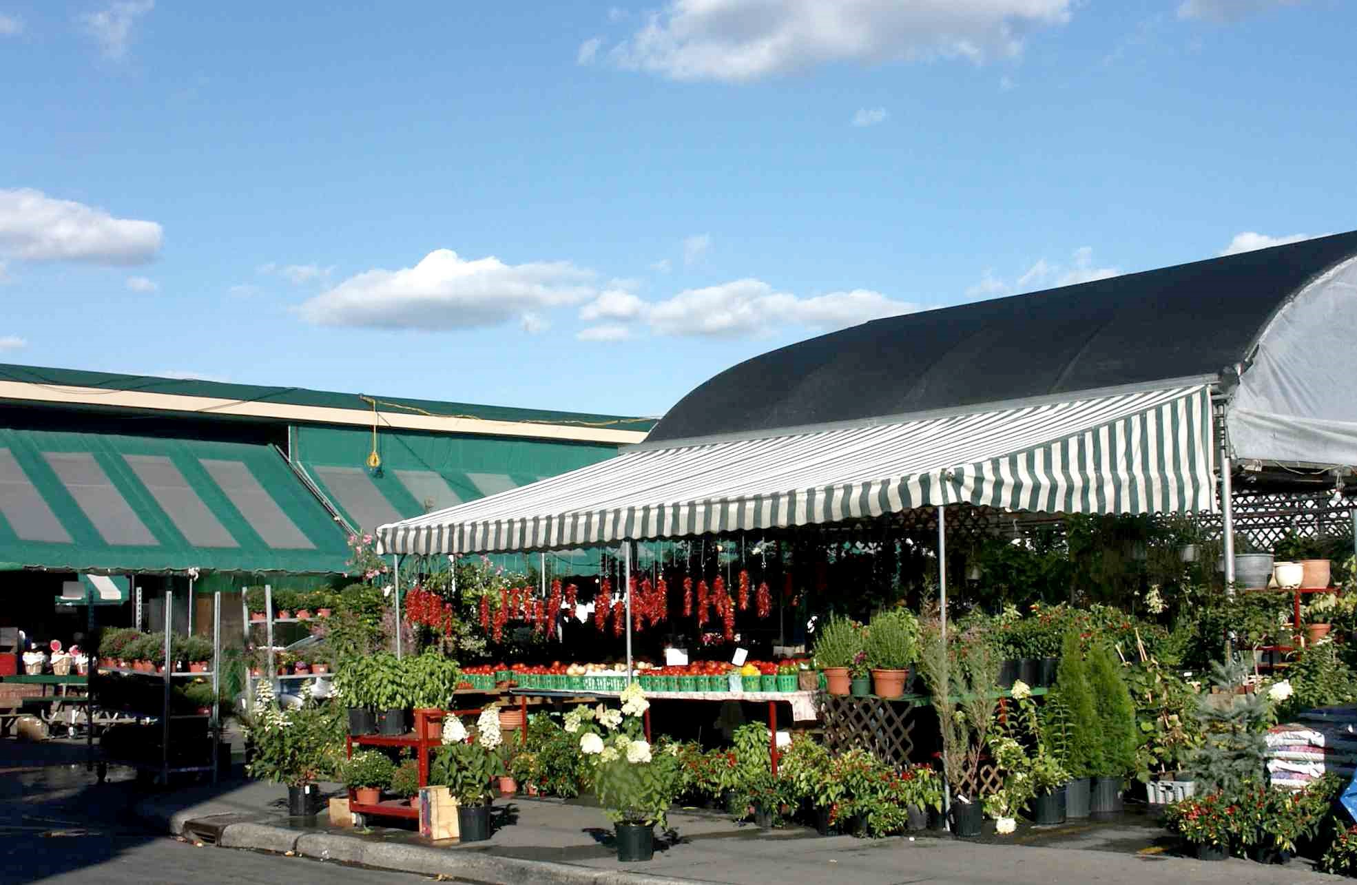 Jean talon Montréal