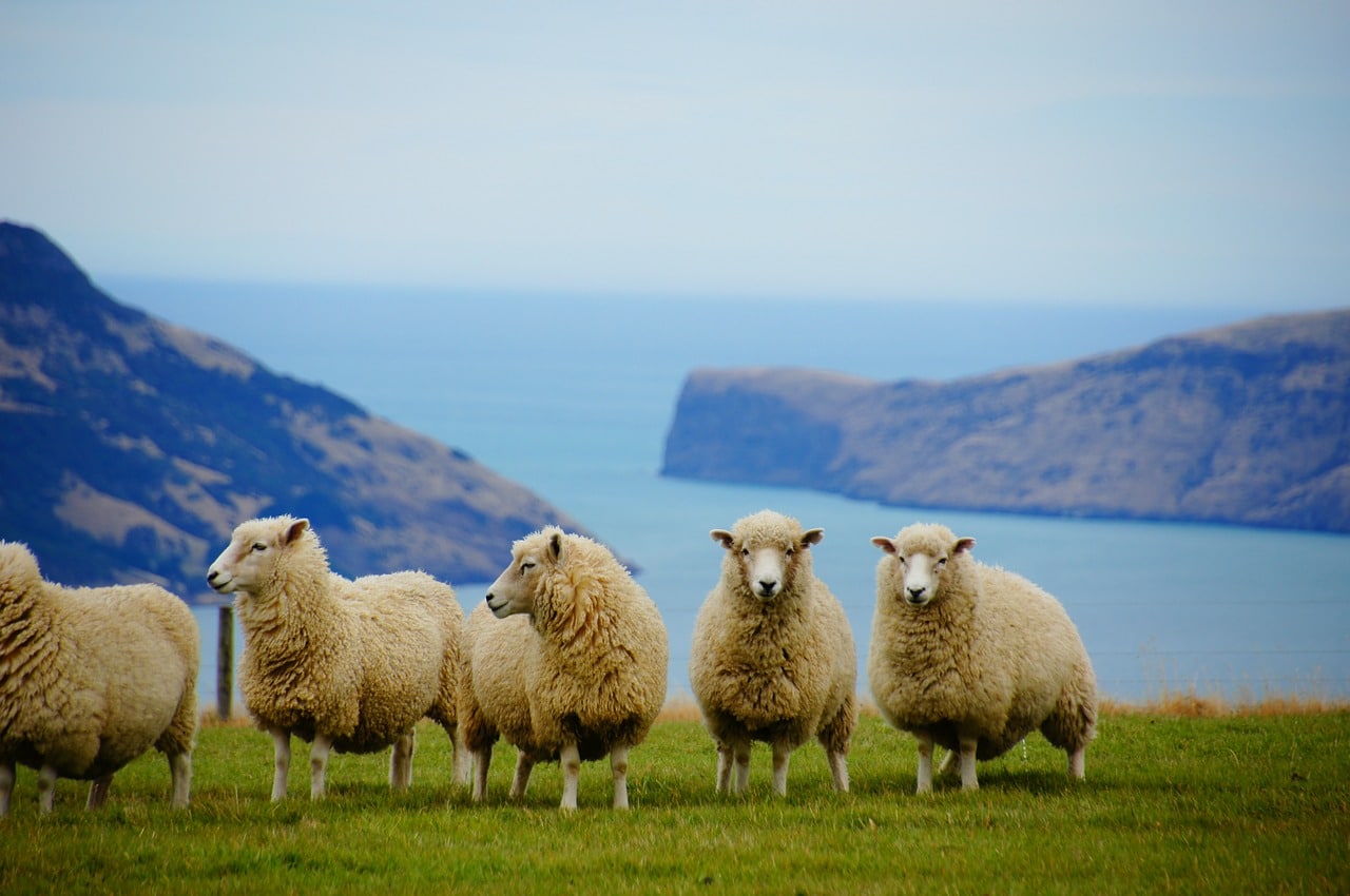 Paysage Nouvelle zealande